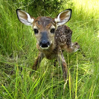 A young deer in the grass