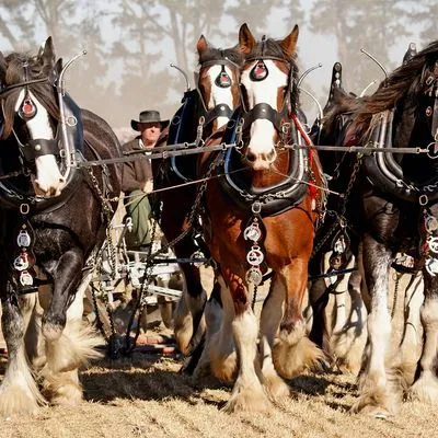 Horses