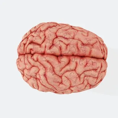 A pink human brain Photo by BUDDHI Kumar SHRESTHA on Unsplash