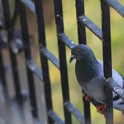 A pigeon sat on railings 