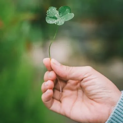 Four leaf clover 