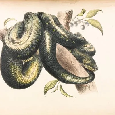 Painting of a snake