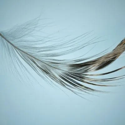 A single feather