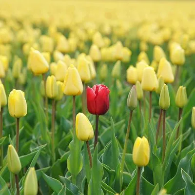 A field of yellow tulips with one red flower.