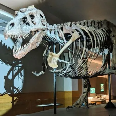 Tyrannosaurus Rex at the Field Museum in Chicago, Illinois.