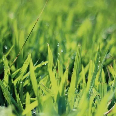 closeup photography of green grass with water droplets.